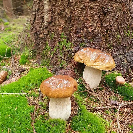 Zieleniecka Nocleg ze śniadaniem Duszniki Zdrój