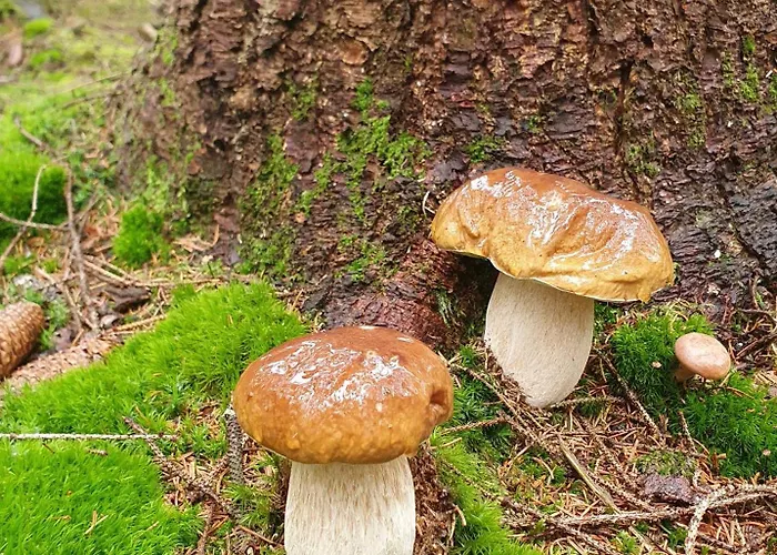 Zieleniecka Bed and Breakfast Duszniki Zdrój