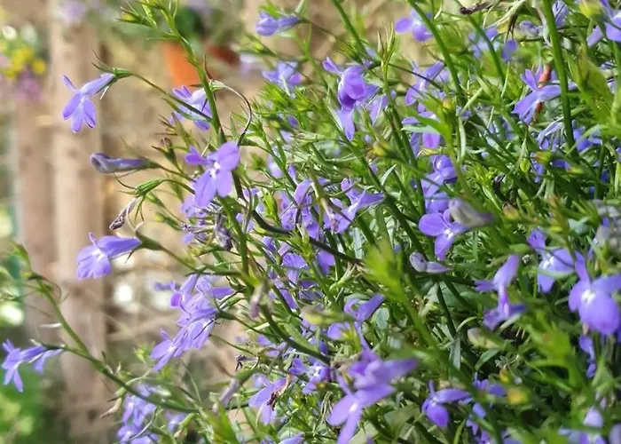 Bed & Breakfast Zieleniecka Duszniki Zdroj