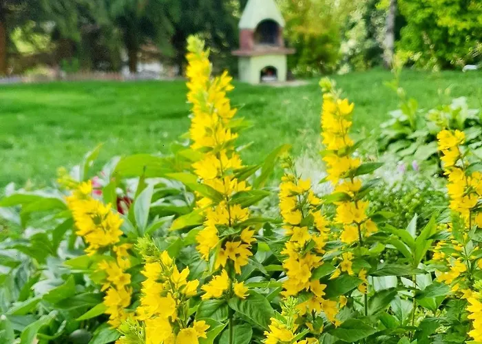 Zieleniecka Bed & Breakfast 3*